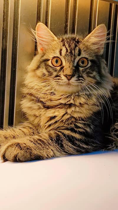 Grey Healthy 1 Year old Persian cat