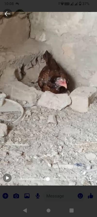 kurak aseel hen for sale