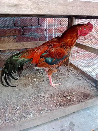 Aseel mian wali  with chicks