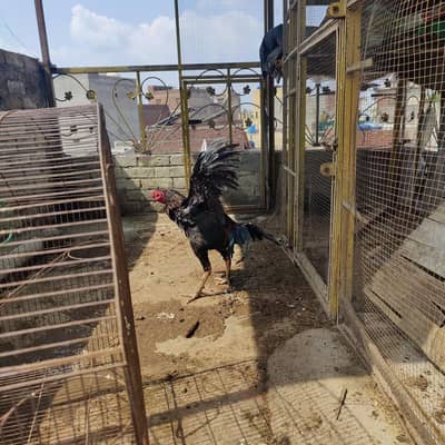 supper vvip Thai pakoye panus rooster available