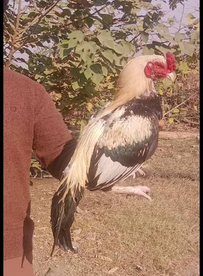 Pure aseel merthii cross male for sale