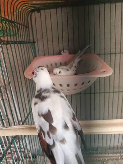 dove breeder pair