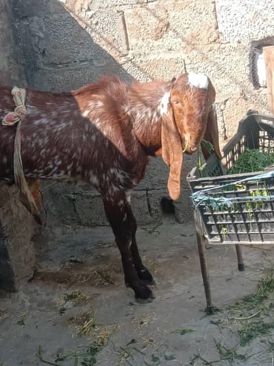 pure makhi china baredr jallalpor jattan