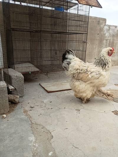 light Columbian Brahman
