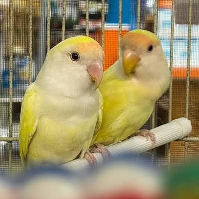 rosicoli white face  breeder lovebirds  03089240000