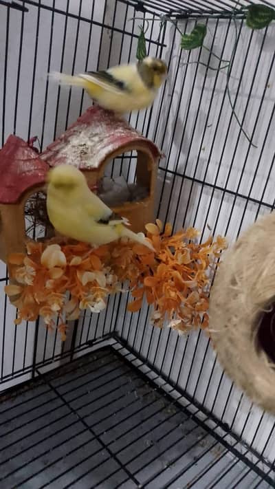 Corona  Gloster Canary  So beautiful and cute females