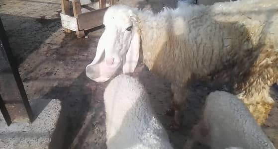 kajli female sheep and two baby female baby age 2 month