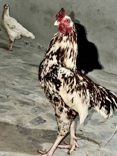 Pure Aseel Mianwali Murgha 2 Years Old – Strong & Healthy