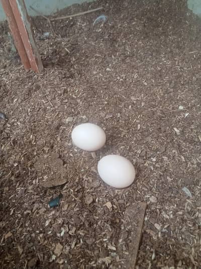4 misri egg laying hens