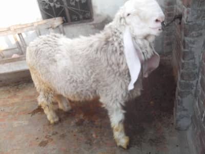 kajla chatar Eid ka Lea bhot acha hai