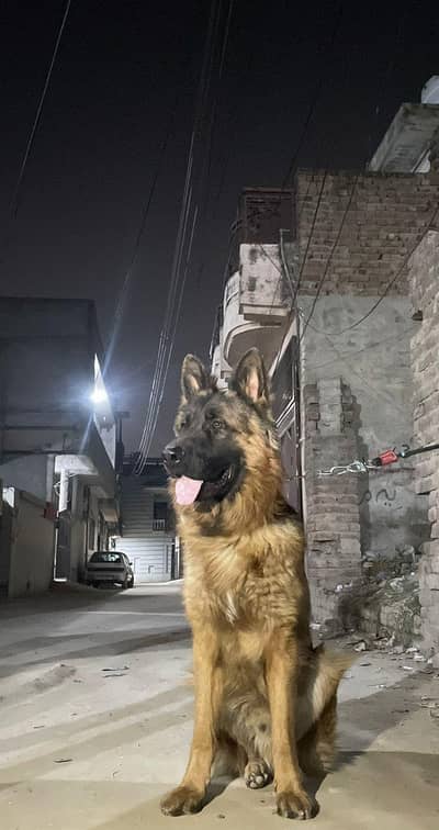 Pink pedigree GSD Male For Stud