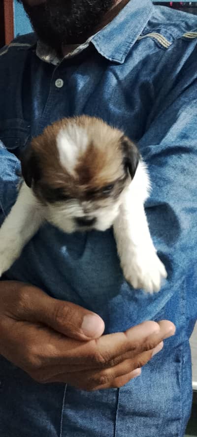 Shihtzu puppy