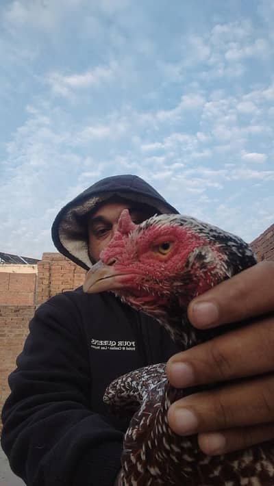 chini aseel old blood Madi