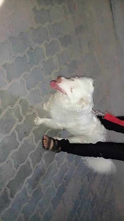 RUSSIAN DOG FOR SALE