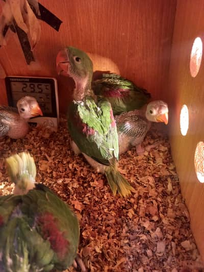jumbo size raw parrot cicks healthy active
