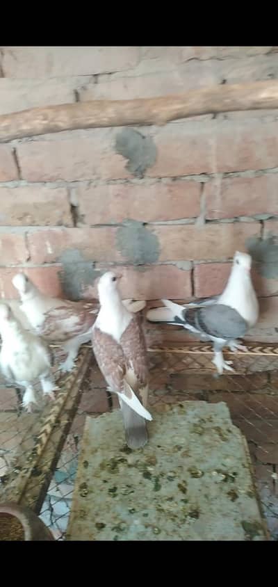 sanitniat 4 kabotr for sale