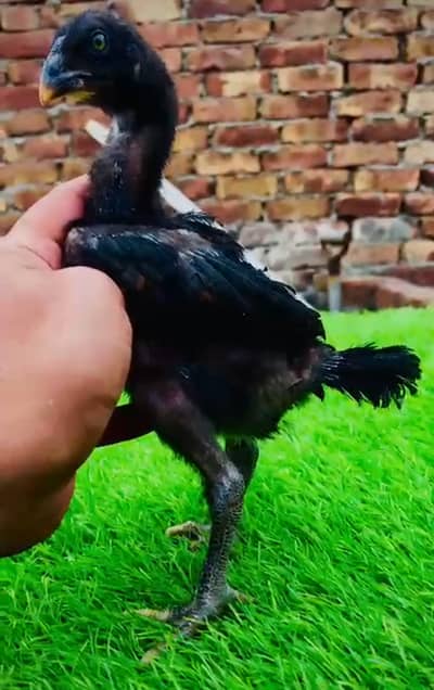 Pure Burmi & Panus * Burmi