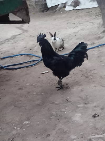 Ayam Cemani