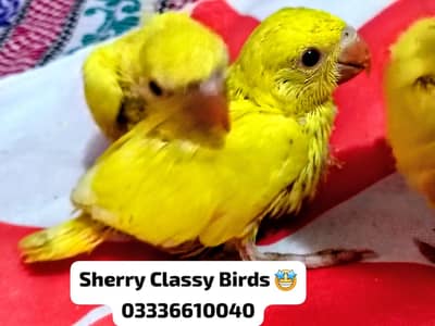 Yellow Covered Chick Sale