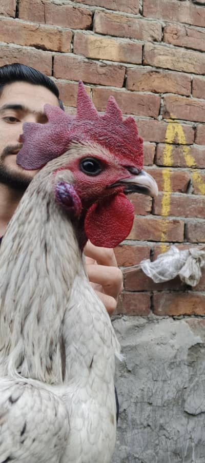 Thai dragon breed available