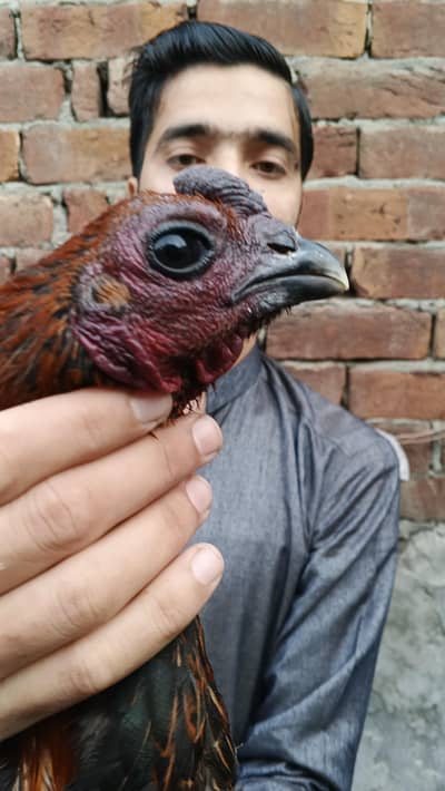 Thai dragon breed available