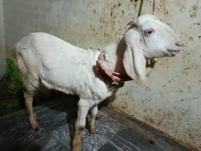 Rajanpuri cross Bakra teddy