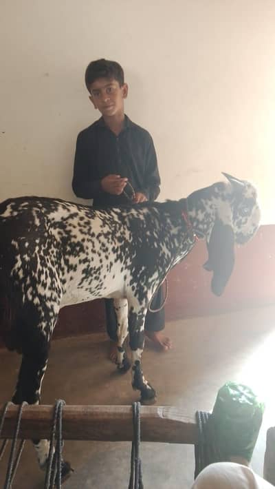 bakra healthy 11month kehra