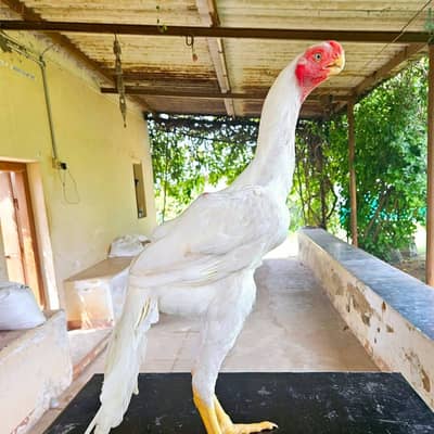 Indian Parrot beak Trio Tamil Nadu Original