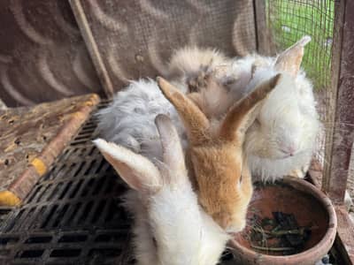 Rabbits for sale