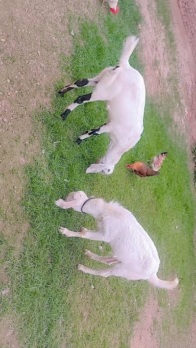 rajanpuri bakra or desi path