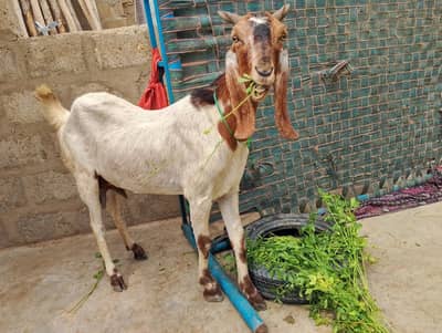 double jor bakri   doodh wali nasli chez heavy