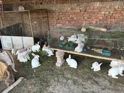 New zealand white rabits