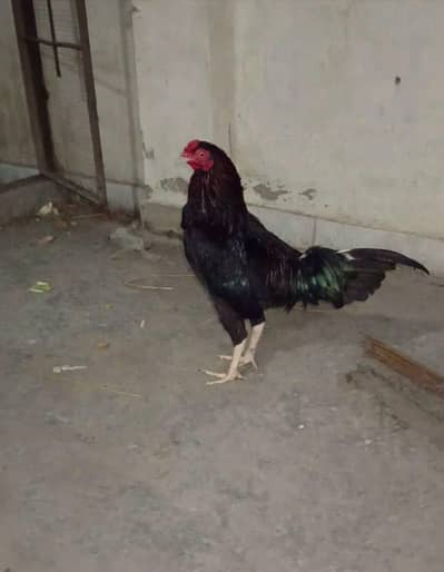 murgi ke sath 5 bache han or aquarium bhi Avalible ha