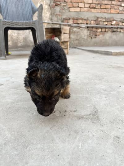 Puppy to sell mix breed of belgium and german. Original breed pure