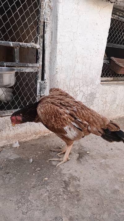 Aseel breeder madi for sale