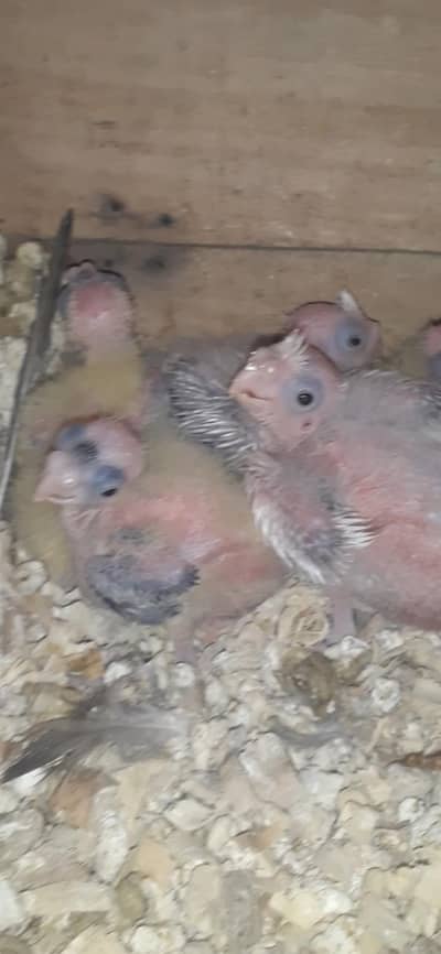 cocktail chiks . 03081250912