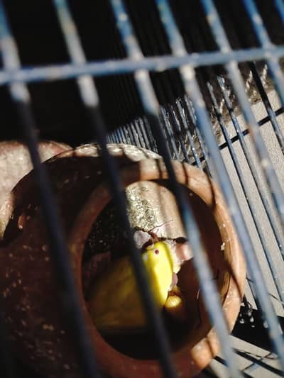 Australian parrot for sale