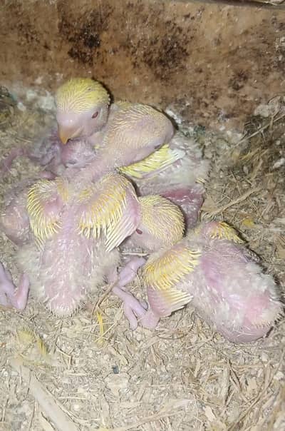 Lovebirds chicks for hand tame