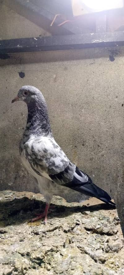 qasoei pathi high fly birds