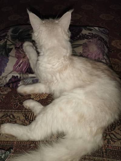 Persian cat