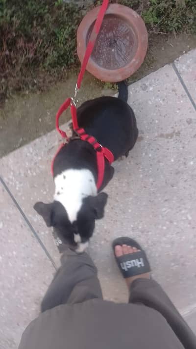 original American Pitbull