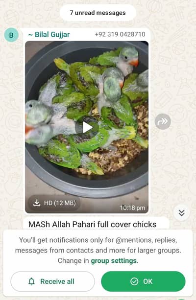 raw full cover chicks avl  03190428710