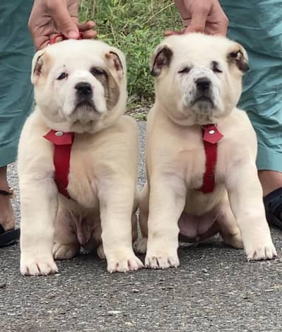 alabai security dog 2 month pair for sale