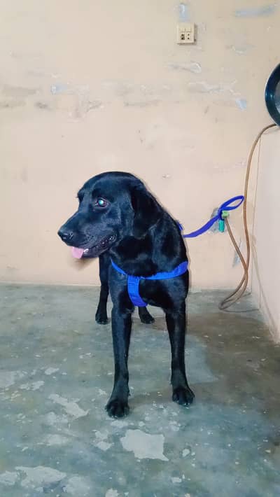 25000 only stud not for sale