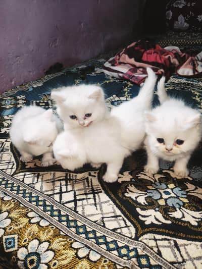 Persian Kitten Double Coated