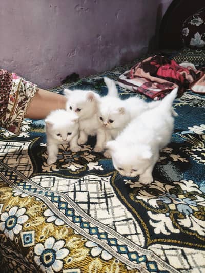 White Kittens 3 Female & 1 Male