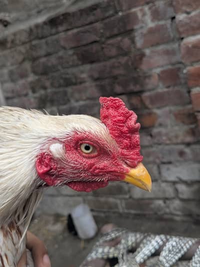 Pakistani Aseel sindi Jawa