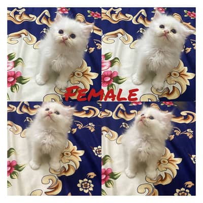 #cat baby #persian cat baby #persian white pair