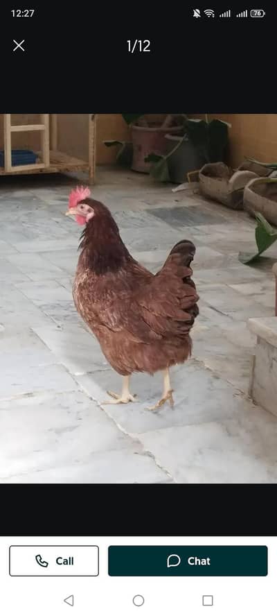 lohman murgiyo Ando wali