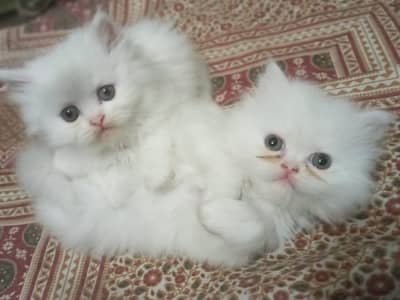 Persian Kittens up for Sale